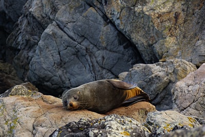 Seal on the rock during the day
